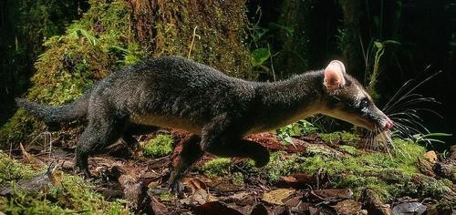 Diplogale hosei by Chien Lee